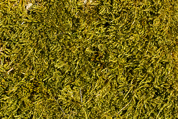 포토 JPG 해외이미지 식물 백그라운드 잎 자연 표면 이끼 사람없음 야외 초록색 환경 봄 가을 신선 닫기 숲 허브 묘사 질감 내추럴 해외202004 해외포토 계절 컬러 모션 생태계 파일형식 이미지허브