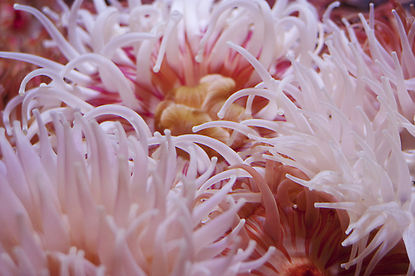 포토 JPG 해외이미지 바다 분홍색 백그라운드 사람없음 신선 질감 촉수 아네모네 해외202004 해외포토 꽃 컬러 파일형식 이미지허브