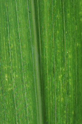 포토 JPG 해외이미지 식물 줄기 백그라운드 잎 자연 표면 사람없음 야외 초록색 환경 성장 신선 순수 해외202004 해외포토 컬러 컨셉 생태계 파일형식 이미지허브