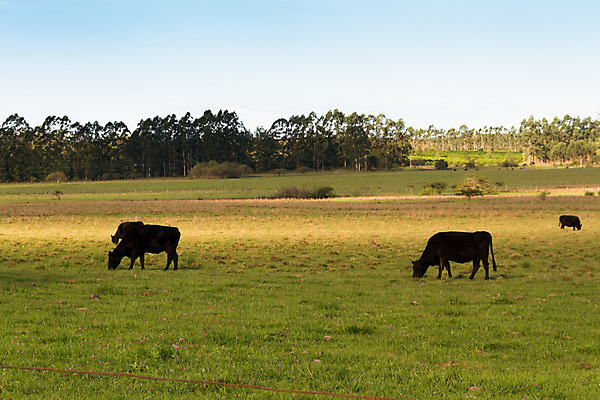포토 JPG 해외이미지 동물 밭 농업 자연 풍경 사람없음 초록색 여름 농장 농경지 갈색 소고기 시골 그룹 소 군중 숲 방목 땅 먹기 밭일 해외202004 해외포토 계절 산업 컬러 포유류 모션 육류 사람 축산업 생태계 파일형식 이미지허브