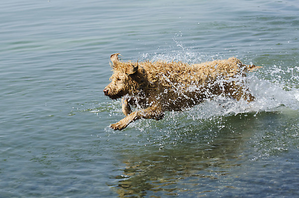 포토 JPG 해외이미지 1 행복 호수 얼굴 파도 여행 이동 신체 공 포유류 건강 사람없음 야외 달리기 햇빛 갈색 노란색 힘 젖음 황금 떨어짐 속도 분무기 해외202004 해외포토 동물 감정 바다 컬러 컨셉 모션 신체부위 태양 파일형식 이미지허브