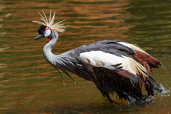 포토 JPG 해외이미지 동물 척추동물 한마리 야생동물 날개 자연 조류 왕관 사람없음 빨간색 세로 컬러풀 머리 검은색 회색 황무지 깃털 묘사 기중기 부리 갈기 목 철새 계산서 내추럴 동물상 해외202004 해외포토 1 컬러 신체부위 조형물 중장비 생태계 파일형식 이미지허브