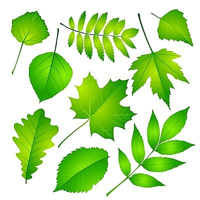 EPS 해외이미지 모양 나무 식물 디자인 계절 실루엣 단풍 낙엽 잎 일러스트 자연 미술 장식 초록색 빛 세트 환경 정원 봄 성장 흰색 숲 수집 허브 심볼 오브젝트 사인 에코 유기농 자작나무 내추럴 강렬 고립 바이오 생태학 엘리먼트 해외202004 해외일러스트 웰빙 교육 컬러 문화예술 촬영기법 생태계 파일형식 벡터 이미지허브