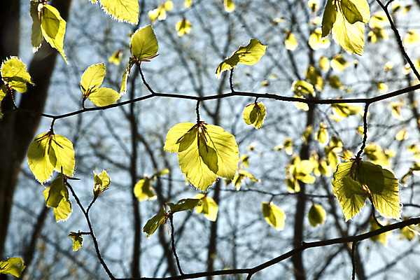 포토 JPG 해외이미지 나무 식물 계절 공원 백그라운드 잎 자연 아침 날씨 왕관 독일 풍경 사람없음 야외 목재 물 파란색 빛 컬러풀 햇빛 맑음 화목 침묵 봄 나뭇가지 시골 신선 정상 숲 이슬 큼 묘사 공상 자작나무 동물상 오지 해외202004 해외포토 주간 자연요소 공공시설 유럽 컬러 컨셉 재료 태양 조형물 소리 크기 생태계 파일형식 이미지허브