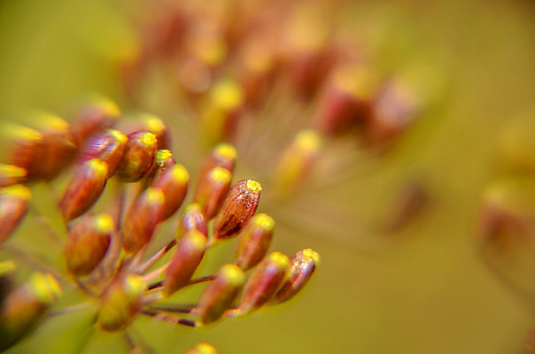 포토 JPG 해외이미지 식물 동물 꽃 음식 줄기 곤충 백그라운드 잎 꽃무늬 채소 오렌지 자연 추상 씨앗 사람없음 야외 빨간색 초록색 여름 노란색 환경 정원 검은색 봄 줄무늬 벚꽃 신선 닫기 벌레 작음 허브 딱정벌레 향신료 묘사 유기농 내추럴 딜 회향 해외202004 해외포토 웰빙 계절 컬러 무늬 과일 모션 크기 생태계 향미료 파일형식 이미지허브