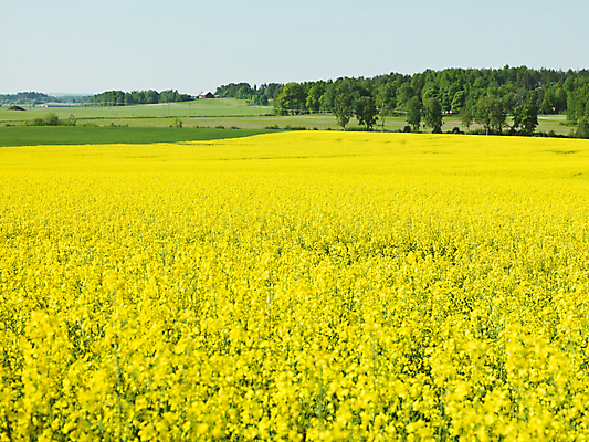 포토 JPG 해외이미지 꽃 농업 재료 하늘 씨앗 사람없음 아웃포커스 파란색 컬러풀 햇빛 농장 노란색 봄 벚꽃 농촌 황금 고독 땅 유기농 생물학 카놀라 해외202004 해외포토 식물 웰빙 계절 교육 감정 산업 컬러 촬영기법 태양 시골 파일형식 이미지허브