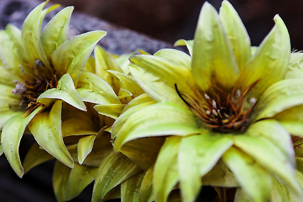 포토 JPG 해외이미지 식물 디자인 꽃잎 꽃 날씨 사람없음 장식 노란색 직물 제조 합성 시들음 창백 거짓 옛날 인공 해외202004 해외포토 컬러 파일형식 이미지허브