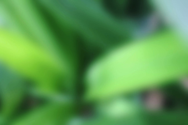 포토 JPG 해외이미지 나무 디자인 종이 백그라운드 잎 꽃무늬 벽지 추상 휴가 세포 미술 사람없음 초록색 라벨 웹 신용카드 실크 질감 자연백그라운드 아일랜드 해외202004 해외포토 식물 꽃 유럽 컬러 무늬 인터넷 자연 문화예술 프레임 금융 직물 파일형식 이미지허브