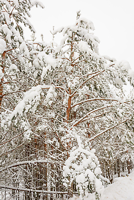 포토 JPG 해외이미지 나무 구름 계절 겨울 자연 날씨 풍경 사람없음 추위 나뭇가지 소나무 숲 서리 가문비나무 해외202004 해외포토 자연요소 식물 생태계 파일형식 이미지허브