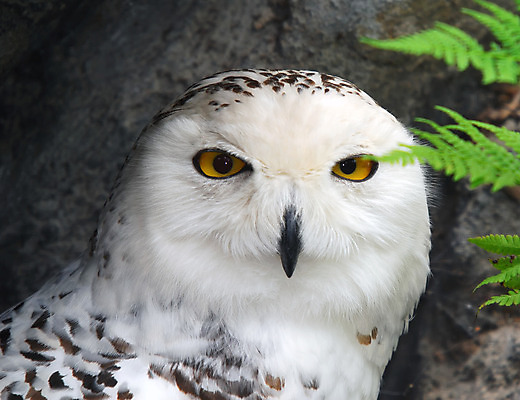 포토 JPG 해외이미지 동물 응시 야생동물 캐나다 자연 조류 요정 사람없음 초록색 흰색 신비 북극 깃털 부리 육식동물 부엉이 공상 북쪽 도예가 해외202004 해외포토 직업 시선 컬러 컨셉 북아메리카 극지방 방향 생태계 파일형식 이미지허브
