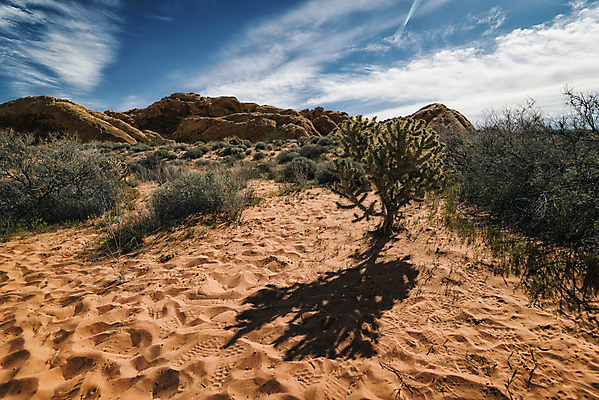 포토 JPG 해외이미지 식물 구름 지구 여행 자연 하늘 휴가 산 거리 선인장 건조 아메리카 풍경 사람없음 야외 빨간색 여름 파란색 환경 미국 사막 황무지 고독 암초 멀리 생태학 서쪽 원정 지질학 수평선 해외202004 해외포토 자연요소 계절 교육 감정 컬러 북아메리카 방향 대륙 생태계 파일형식 이미지허브