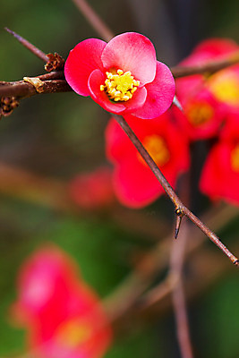 포토 JPG 해외이미지 모양 식물 꽃 백그라운드 밭 자연 사람없음 장식 초록색 컬러풀 환경 정원 봄 시골 묘사 꽃가루 블러 해외202004 해외포토 계절 컬러 농업 가루 생태계 파일형식 이미지허브