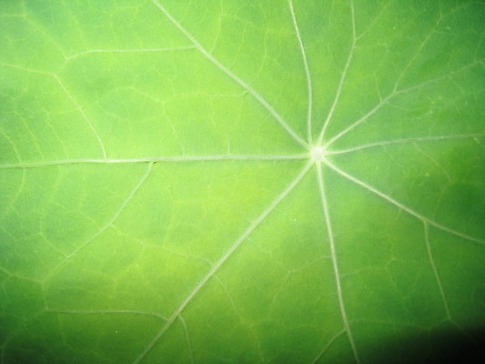 포토 JPG 해외이미지 식물 동물 열매 꽃 분홍색 곤충 과일 자연 사람없음 빨간색 초록색 파란색 노란색 보라색 봄 체리 해외202004 해외포토 계절 컬러 생태계 파일형식 이미지허브