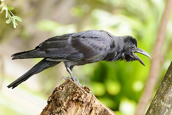 포토 JPG 해외이미지 동물 조류 사람없음 검은색 회색 흰색 깃털 까마귀 무료 해외202004 해외포토 컬러 파일형식 이미지허브