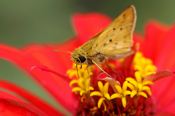 포토 JPG 해외이미지 식물 꽃잎 줄기 곤충 백그라운드 잎 꽃무늬 날개 오렌지 자연 사람없음 여름 컬러풀 햇빛 정원 벚꽃 벌레 싱글 나방 내추럴 꽃수술 해외202004 해외포토 동물 계절 꽃 컬러 무늬 과일 태양 생태계 파일형식 이미지허브