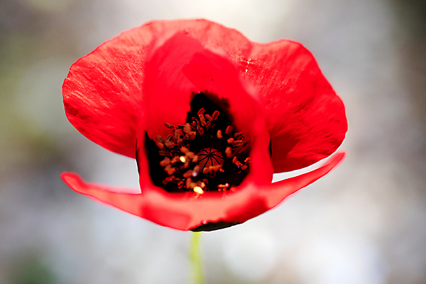 포토 JPG 해외이미지 스튜디오촬영 모양 식물 꽃잎 꽃 백그라운드 꽃무늬 자연 사람없음 빨간색 세로 초록색 여름 정원 봄 벚꽃 흰색 신선 개화 자르기 묘사 오브젝트 싱글 흰배경 원예 조경 양귀비 내추럴 고립 카피스페이스 해외202004 해외포토 계절 컬러 무늬 모션 실내 취미 공백 생태계 파일형식 이미지허브