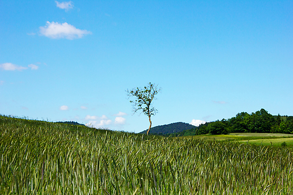 포토 JPG 해외이미지 나무 구름 계절 꽃 백그라운드 밭 자연 하늘 휴식 건강 옥수수 풍경 잔디 사람없음 초록색 여름 파란색 농작물 컬러풀 햇빛 걷기 봄 하이킹 흰색 시골 낟알 시리얼 그림 내추럴 해외202004 해외포토 자연요소 식물 음식 컬러 컨셉 농업 모션 레저 곡류 태양 생태계 파일형식 이미지허브