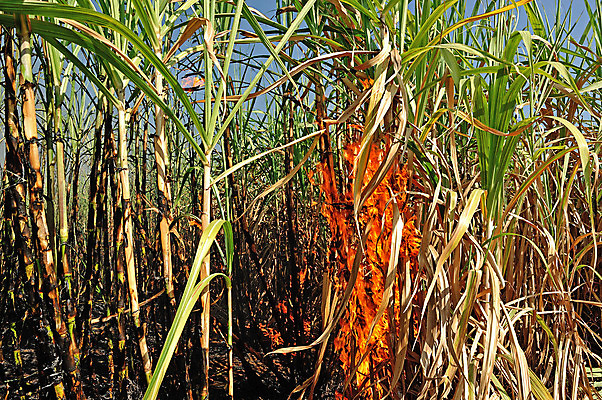 포토 JPG 해외이미지 식물 아시아 밭 농업 오렌지 태국 지팡이 불 불꽃 사람없음 빨간색 농작물 노란색 환경 수확 시골 뜨거움 설탕 밭일 지옥 화상 사탕수수 해외202004 해외포토 자연요소 나라 산업 컬러 과일 상처 파일형식 이미지허브