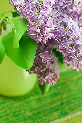 포토 JPG 해외이미지 나무 식물 계절 꽃잎 꽃 잎 꽃무늬 자연 사람없음 야외 초록색 햇빛 농장 환경 정원 맑음 보라색 봄 성장 나뭇가지 개화 편안함 5월 제비꽃 시골집 향기 냄새 아로마 향 라일락 해외202004 해외포토 컬러 무늬 농업 날씨 주택 태양 감각 날짜 생태계 파일형식 이미지허브