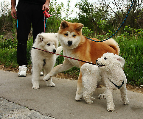 포토 JPG 해외이미지 동물 얼굴 신체 사람없음 반려동물 일본 힘 용기 자신감 개 강아지 위험 큼 근육질 고체 기르기 시베리아 지능 힘찬 해외202004 해외포토 그릇 감정 아시아 컨셉 포유류 근육 신체부위 크기 몸매 돌봄 파일형식 이미지허브