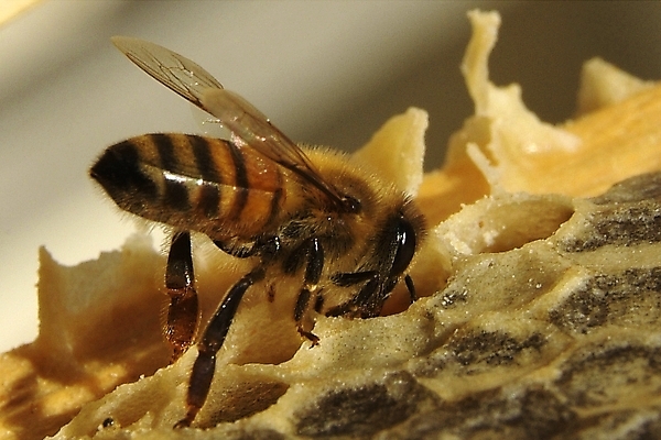 포토 JPG 해외이미지 식물 동물 꽃 음식 곤충 백그라운드 패턴 농업 자연 프레임 세포 건강 사람없음 약 환경 벚꽃 머리빗 황금 닫기 달콤 꿀벌 먹기 영화 유기농 바쁨 꽃가루 꿀 벌집 내추럴 밀랍 식민지 양봉 양봉장 해외202004 해외포토 웰빙 산업 무늬 의학 모션 문화예술 미용용품 맛 벌_곤충 가루 생태계 파일형식 이미지허브