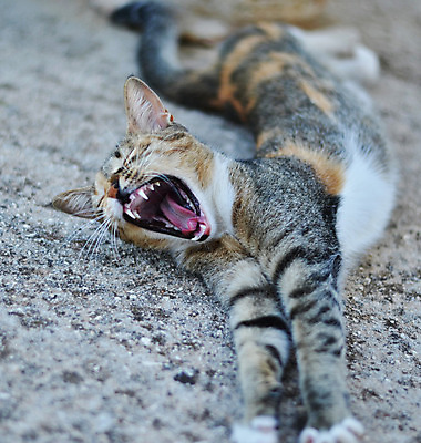 포토 JPG 해외이미지 동물 1 감정 백그라운드 장난 포유류 벽지 탁자 영국 털 실내 사람없음 반려동물 머리 쌓기 고양이 회색 분노 오픈 입 기다림 유머 닫기 치아 큼 모피 혀 하품 송곳니 경보 기르기 해외202004 해외포토 유럽 컬러 가구 모션 내부 신체부위 소화기관 크기 돌봄 생리현상 파일형식 이미지허브