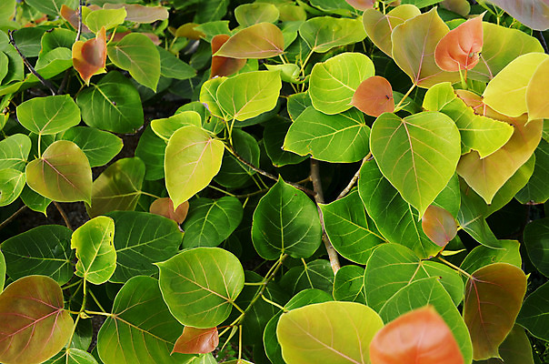 포토 JPG 해외이미지 식물 백그라운드 단풍 잎 패턴 자연 추상 사람없음 초록색 떨어짐 이슬 질감 해외202004 해외포토 컬러 컨셉 무늬 생태계 파일형식 이미지허브