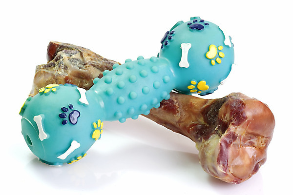 포토 JPG 해외이미지 스튜디오촬영 음식 골격 사람없음 반려동물 쿠키 대접 맛 훈제 연골 해외202004 해외포토 동물 컨셉 디저트 실내 파일형식 이미지허브