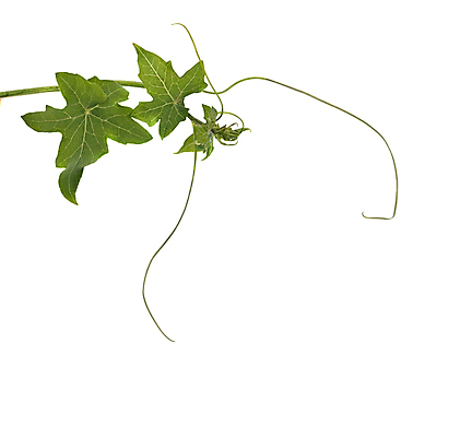 포토 JPG 해외이미지 식물 백그라운드 잎 사람없음 초록색 흰색 포도나무 고립 해외202004 해외포토 컬러 과일나무 파일형식 이미지허브