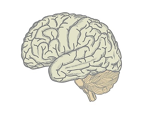 EPS 해외이미지 모델 디자인 교육 과학 백그라운드 컨셉 신체 일러스트 해부 추상 아이디어 건강 사람 그래픽 약 머리 검은색 흰색 마음 감각 오르간 불안 집중 심볼 뇌 생물학 시스템 고립 지능 해외202004 해외일러스트 감정 컬러 무늬 의학 신체부위 건반악기 파일형식 벡터 이미지허브