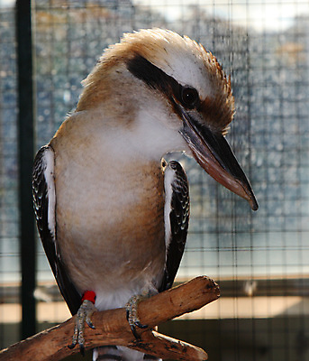 포토 JPG 해외이미지 동물 조류 웃음 사람없음 깃털 부리 물총새 해외202004 해외포토 표정 파일형식 이미지허브