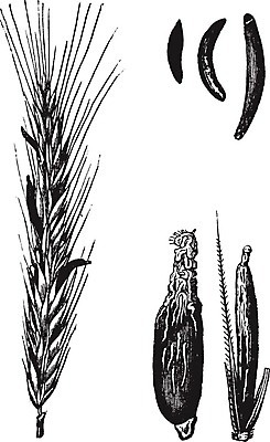 EPS 해외이미지 식물 음식 빵 잎 농업 일러스트 맥주 미술 씨앗 농작물 검은색 수확 골동품 흰색 아침식사 낟알 시리얼 그림 밀가루 판화 보드카 삶기 옛날 위스키 호밀 해외202004 해외일러스트 산업 컬러 문화예술 곡류 주류 식사 가루 파일형식 벡터 이미지허브