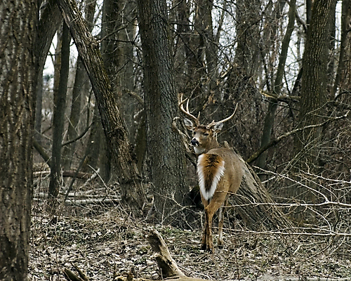 포토 JPG 해외이미지 동물 남자 야생동물 포유류 자연 사슴 뿔 사람없음 야외 달러 숲 사냥 해외202004 해외포토 돈 사람 생태계 파일형식 이미지허브