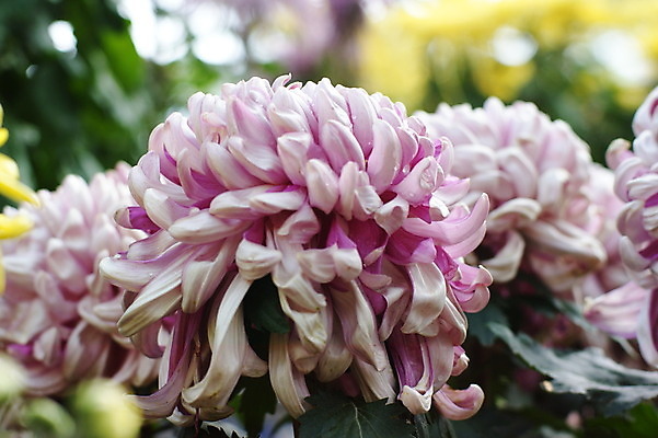 포토 JPG 해외이미지 국화 사람없음 침묵 해외202004 해외포토 꽃 소리 파일형식 이미지허브