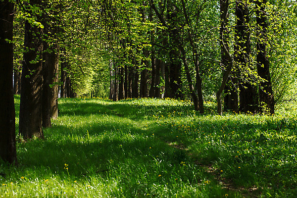 포토 JPG 해외이미지 나무 식물 공원 도로 길 여행 잎 자국 자연 벽지 아침 풍경 사람없음 야외 초록색 여름 빛 컬러풀 평화 일출 환경 맑음 봄 산책 하이킹 나뭇가지 시골 신선 숲 마법 내추럴 강렬 방법 선로 해외202004 해외포토 주간 계절 공공시설 컬러 컨셉 교통시설 레저 날씨 휴식 노을 생태계 파일형식 이미지허브