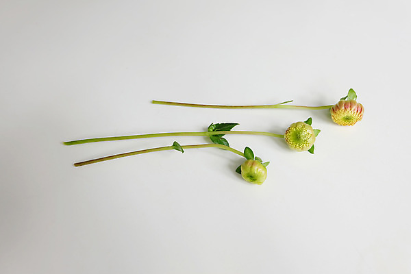 포토 JPG 해외이미지 식물 계절 꽃잎 꽃 꽃다발 잎 꽃무늬 오렌지 자연 발렌타인데이 종류 사람없음 초록색 컬러풀 정원 벚꽃 흰색 축하 신선 개화 산호 자르기 다발 배열 달리아 유기농 향기 복숭아 해외202004 해외포토 웰빙 컬러 컨셉 무늬 과일 모션 데이이벤트 자포동물 생태계 냄새 파일형식 이미지허브