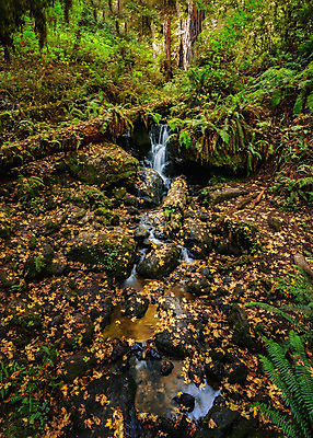 포토 JPG 해외이미지 나무 식물 공원 여행 자국 자연 산 풍경 사람없음 야외 세로 초록색 물 강 골짜기 미국 봄 폭포 흰색 틈 개울 동굴 연기 숲 큼 고립 삼림지대 전국 해외202004 해외포토 자연요소 계절 공공시설 컬러 북아메리카 크기 생태계 파일형식 이미지허브