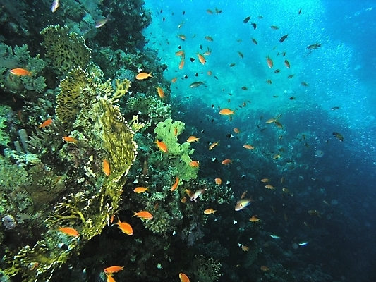 포토 JPG 해외이미지 식물 동물 야생동물 잎 자연 표면 어류 사람없음 물 반사 수중 투명 스노클링 산호 잠수부 다이빙 암초 동물상 해외202004 해외포토 자연요소 조형물 수영 수중동물 수상스포츠 자포동물 전문직 생태계 수중스포츠 파일형식 이미지허브