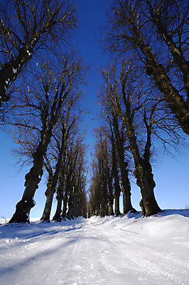 포토 JPG 해외이미지 나무 1 계절 도로 길 선 여행 겨울 밭 자연 하늘 풍경 사람없음 야외 파란색 평화 냉동 얼음 하이킹 추위 흰색 나뭇가지 시골 그룹 숲 오솔길 12월 언덕 1월 내추럴 혼자 많음 해외202004 해외포토 자연요소 식물 컬러 컨셉 농업 교통시설 레저 날짜 생태계 파일형식 이미지허브