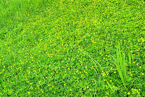 포토 JPG 해외이미지 식물 백그라운드 잎 자연 벽지 추상 풍경 사람없음 야외 초록색 컬러풀 환경 성장 생태계 질감 해외202004 해외포토 컬러 무늬 파일형식 이미지허브