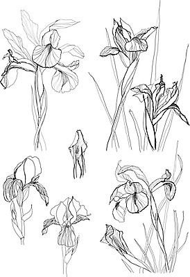 EPS 해외이미지 식물 계절 꽃 야생동물 백그라운드 꽃무늬 패턴 일러스트 자연 잉크 흑백 그래픽 장식 펜 정원 검은색 흰색 나뭇가지 인쇄 스케치 그림 생물학 판화 붓꽃 옛날 핸드메이드 해외202004 해외일러스트 나무 동물 교육 컬러 무늬 촬영기법 미술 필기구 생태계 파일형식 벡터 이미지허브