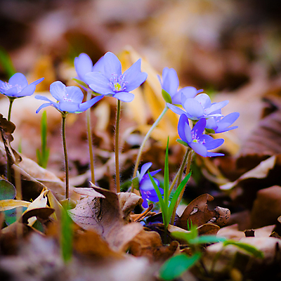 포토 JPG 해외이미지 식물 계절 꽃잎 꽃 행복 분홍색 백그라운드 잎 꽃무늬 밭 농업 자연 하늘 풍경 사람없음 야외 장식 빨간색 초록색 여름 파란색 컬러풀 노란색 환경 정원 보라색 봄 활발 성장 벚꽃 흰색 나뭇가지 신선 개화 다발 묘사 데이지 내추럴 해외202004 해외포토 나무 감정 산업 컬러 컨셉 무늬 생태계 파일형식 이미지허브