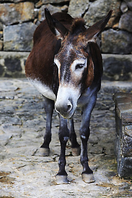 포토 JPG 해외이미지 동물 1 얼굴 포유류 가족 자연 생물 털 사람없음 가로 농장 갈색 머리 가축 시골 아기 입 소 귀 당나귀 고립 초식 해외202004 해외포토 컬러 농업 관계 사람 신체부위 말_동물 생태계 파일형식 이미지허브