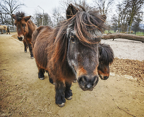 포토 JPG 해외이미지 동물 포유류 사람없음 농장 갈색 목장 코트 시골 달콤 승차 작음 스마트 갈기 조랑말 앞머리 지능 해외202004 해외포토 헤어스타일 컬러 컨셉 농업 모션 외투 말_동물 맛 크기 파일형식 이미지허브