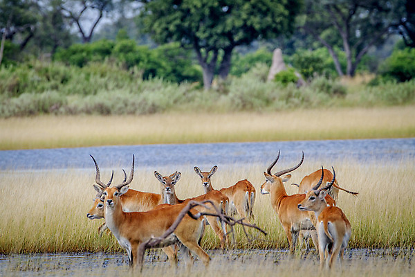 포토 JPG 해외이미지 동물 공원 야생동물 여행 포유류 아프리카 자연 초식동물 사람없음 야외 달러 게임 그룹 황무지 보호 군중 사파리 영양 남쪽 내추럴 가젤 동물상 보츠와나 생태학 전국 해외202004 해외포토 공공시설 교육 나라 컨셉 돈 놀이 사람 조형물 방향 생태계 파일형식 이미지허브