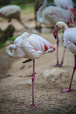 포토 JPG 해외이미지 동물 야생동물 분홍색 날개 오렌지 자연 조류 사람없음 빨간색 물 컬러풀 머리 활발 흰색 플라밍고 깃털 부리 목 내추럴 동물상 이국적 해외202004 해외포토 자연요소 컬러 컨셉 과일 신체부위 조형물 생태계 파일형식 이미지허브