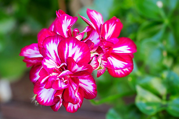 포토 JPG 해외이미지 식물 꽃 분홍색 잎 꽃무늬 자연 사람없음 장식 빨간색 초록색 컬러풀 정원 보라색 봄 활발 벚꽃 흰색 닫기 묘사 제라늄 해외202004 해외포토 계절 컬러 컨셉 무늬 모션 생태계 파일형식 이미지허브