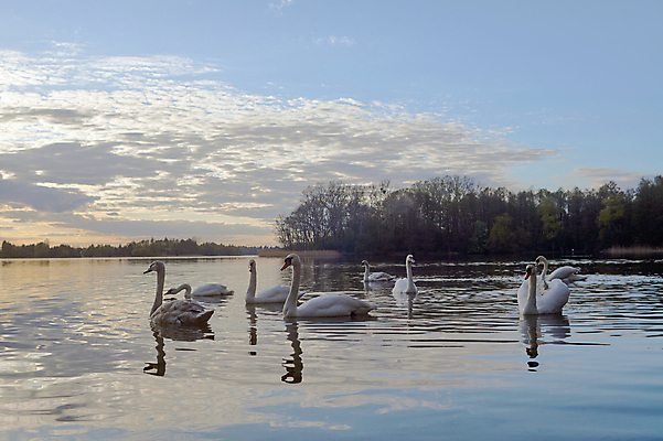 포토 JPG 해외이미지 나무 동물 구름 호수 자연 조류 하늘 풍경 사람없음 물 태양 일몰 저녁 숲 백조 폴란드 수평선 해외202004 해외포토 자연요소 식물 유럽 노을 야간 생태계 파일형식 이미지허브
