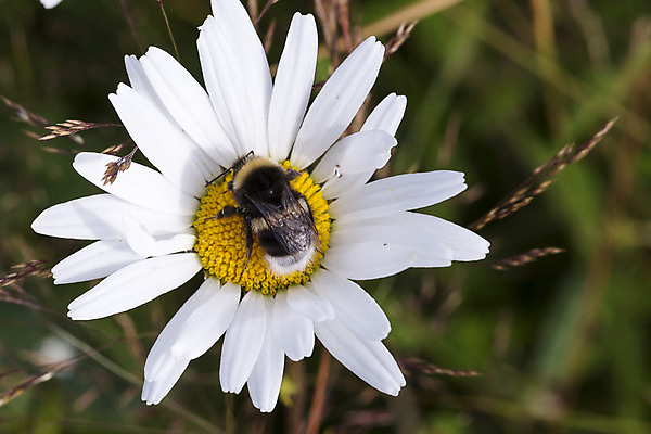 포토 JPG 해외이미지 식물 동물 꽃 곤충 자연 사람없음 노란색 흰색 닫기 호박벌 해외202004 해외포토 컬러 모션 벌_곤충 생태계 파일형식 이미지허브