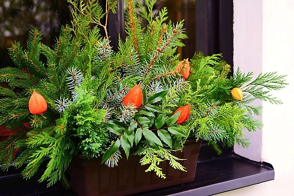 포토 JPG 해외이미지 식물 디자인 겨울 꽃무늬 창문 자연 주택 사람없음 야외 장식 초록색 나뭇가지 신선 냄비 침엽수 내추럴 심기 가문비나무 해외202004 해외포토 나무 계절 꽃 컬러 무늬 모션 건물 솥 생태계 파일형식 이미지허브